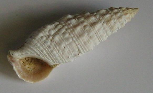 Cerithium vulgatum (Bruguiere, 1792) - Pliocene - Biellese
